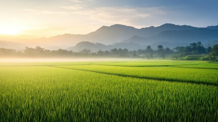Obraz premium A serene landscape of rice fields at dawn, with mist hovering over the green fields and distant mountains.