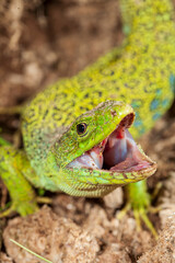 Lagarto ocelado (Timon lepidus) Ablitas town. Navarre. Spain
