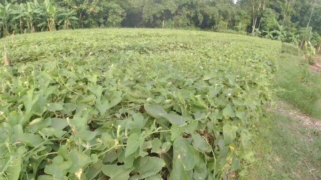 pointed gourd plant, pointed gourd, pointed gourd tree in india,