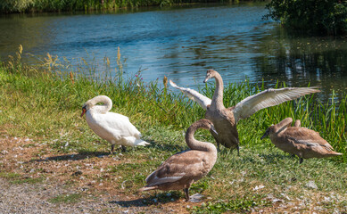 Ein Jungschwan macht Flugübungen