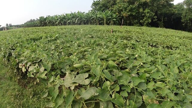 pointed gourd plant, pointed gourd, pointed gourd tree in india,