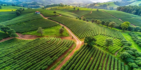 A stunning aerial view of a lush coffee plantation on a green farm , aerial, photography, coffee, plantation, green, farm