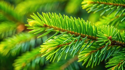 Fototapeta premium Close-up of a fresh spruce branch with vibrant green needles, spruce, branch, green, nature, Christmas tree, close-up