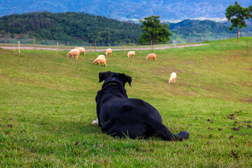  A black sheepdog attentively watches over a flock of sheep grazing in a peaceful pasture...