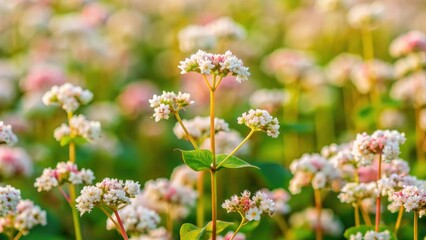 Obraz premium Vibrant buckwheat blossom in full bloom, buckwheat, blossom, flower, plant, nature, vibrant, colorful, blooming, agricultural, crop