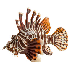 Side view of a chocolate lionfish figurine swimming isolated on a white transparent background