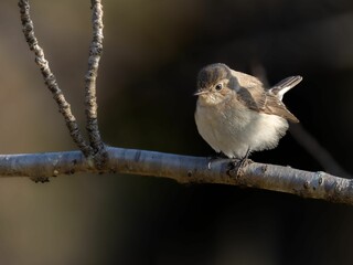 Fototapeta premium 森の中で枝に留まって周りを見渡しているニシオジロビタキの雌