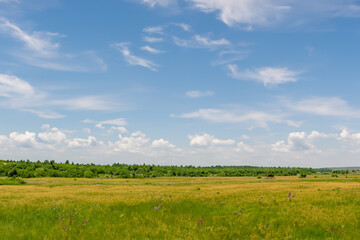 Meadow Landscape Background