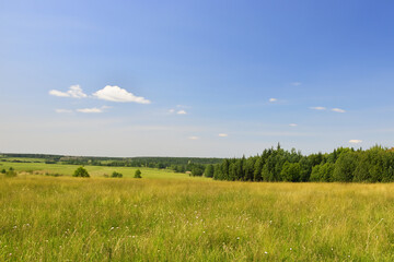 Fototapeta premium Meadow Landscape Background