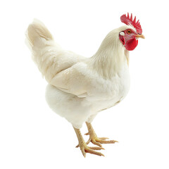 Fototapeta premium rooster isolated on white