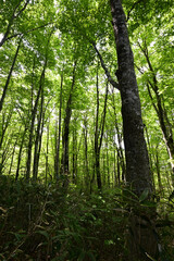 Climbing Mt. Bandai, Aizu, Fukushima, Japan