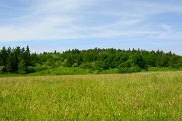 Fototapeta premium Meadow Landscape Background