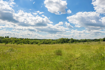 Meadow Landscape Background