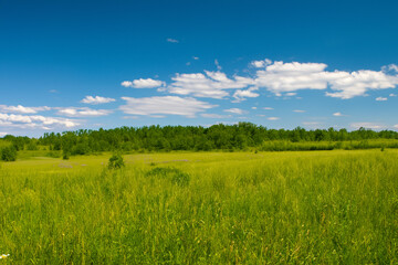 Obraz premium Meadow Landscape Background