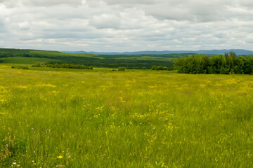 Fototapeta premium Meadow Landscape Background