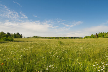 Obraz premium Meadow Landscape Background