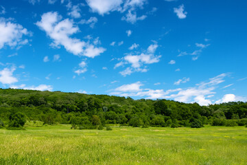 Fototapeta premium Meadow Landscape Background