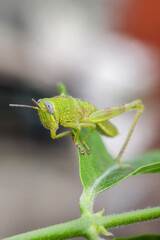 Green grasshopper perched on a leaf