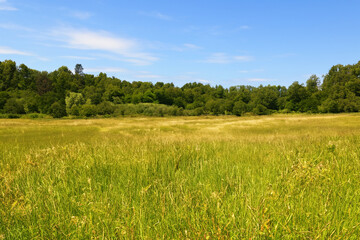 Obraz premium Meadow Landscape Background