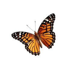 Naklejka premium butterfly isolated on white