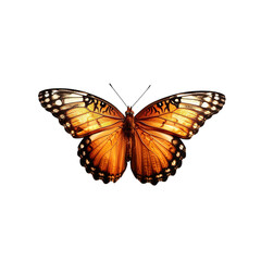 Fototapeta premium butterfly isolated on white