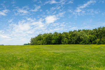 Obraz premium Meadow Landscape Background