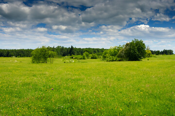 Obraz premium Meadow Landscape Background