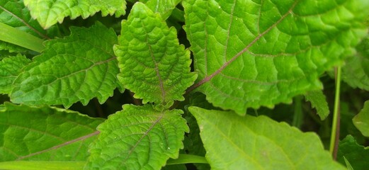 close up of green leaves