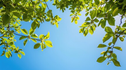 Distant view of pretty foliage under clear blue sky.