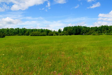 Fototapeta premium Meadow Landscape Background