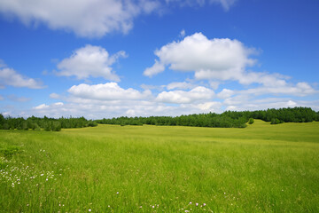 Meadow Landscape Background