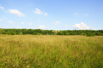 Obraz premium Meadow Landscape Background