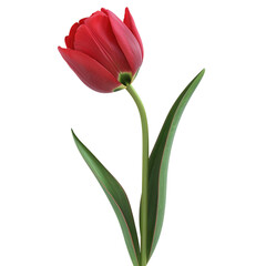Naklejka premium red tulip isolated on white