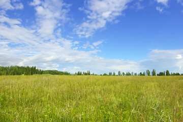 Obraz premium Meadow Landscape Background