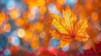 Fototapeta premium Single Golden Maple Leaf Against Bokeh Background
