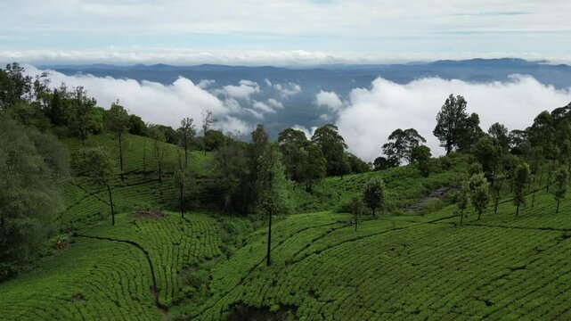 Tea Plantation 4K stock video
Agricultural Field, Agriculture, Beauty In Nature, Crop - Plant, Environment, landscape with mountains and clouds, Drone view