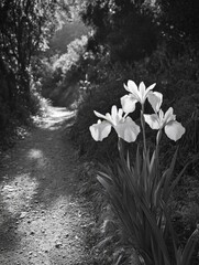 Black and White Flowers,