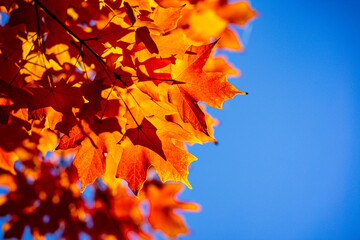 Autumn leaves of maple trees. Autumn fall leaves in sunlight. Natural autumn background. Autumnal background. Foliage, falling leaves background. Maple trees with autumn leaves.