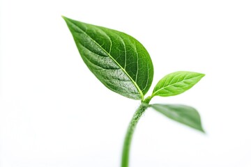 Obraz premium Small Green Plant Sprouting