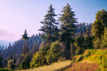 Autumn in the mountains. wild nature, summer landscape in Himalayan mountains, wildflowers and meadow, spruces on hills, beautiful cloudy sky. Sainj Valley, Himachal Pradesh India.
