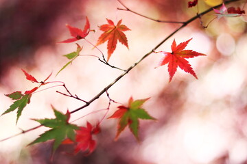 鮮やかな紅葉