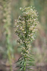 A tall plant with many branches and leaves