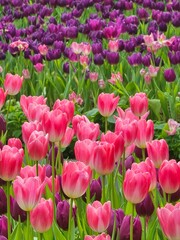 Blooming Pink and Purple Tulips in Garden