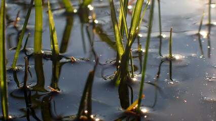 Grass on the rain puddle