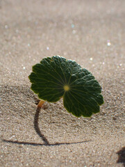 Tiny plant leaf growing on sand dunes