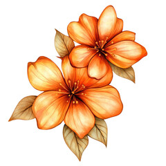 Fototapeta premium Beautiful Orange Flowers in Watercolor Digital Illustration on White Background