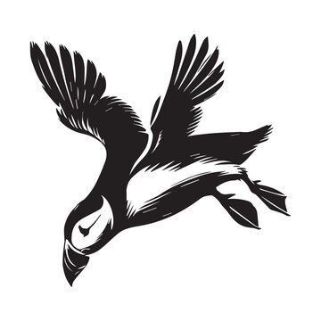 recommend clip art: Atlantic puffin silhouette - Fratercula arctica Clipart - Atlantic puffin Bird Vector Illustration