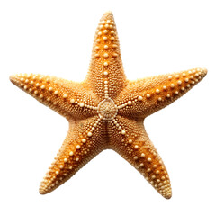 starfish isolated on transparent background