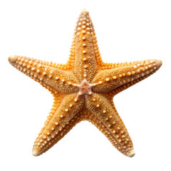 starfish isolated on transparent background