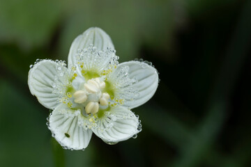 지리산 야생화 물매화 물바울 아침이슬